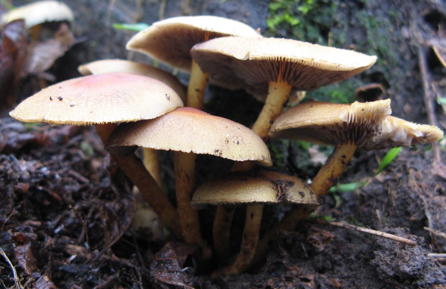 funghi invernali